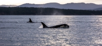 Two Orcas in the ocean off BC Coast