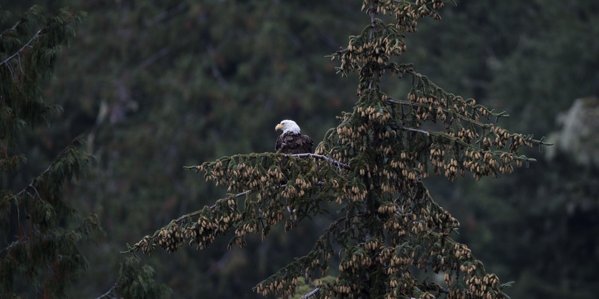 Knight Inlet bald eagle