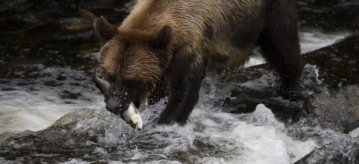 Knight Inlet grizzly with salmon
