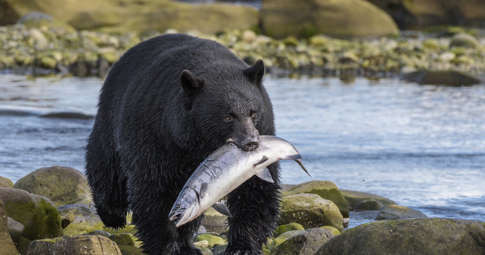 Black bear with fish, Port Hardy