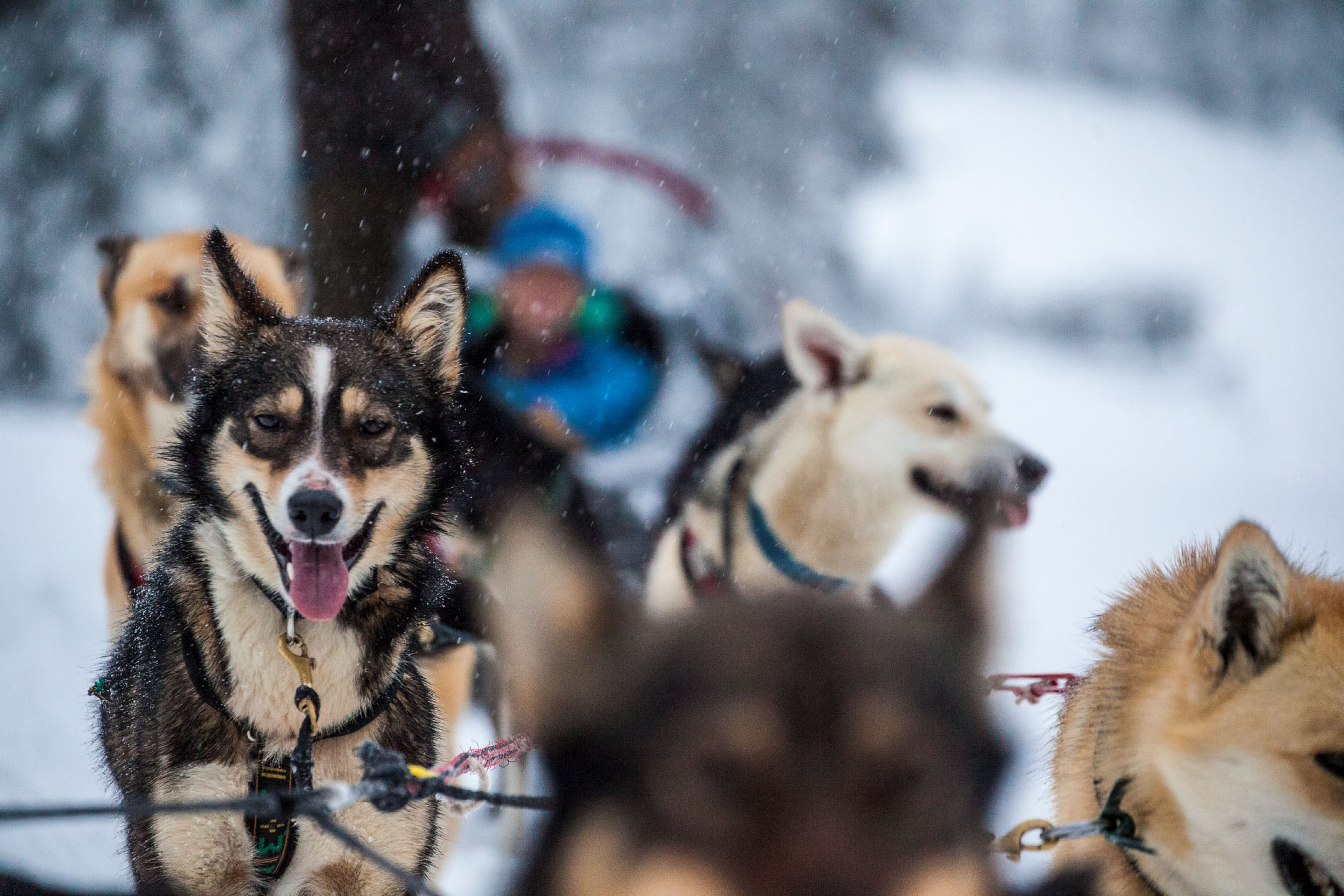 Dogsledding in BC Canada
