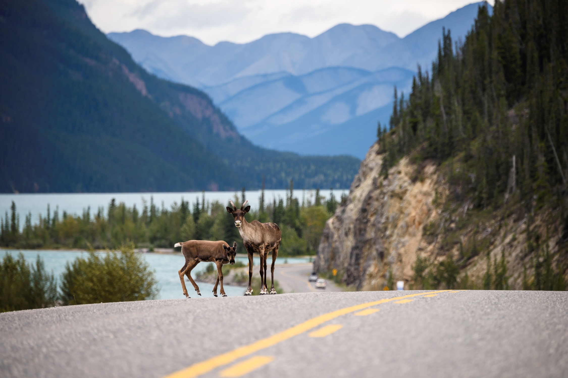 Two caribou stand by the shoulder of a mountain road along the Alaska Highway at Muncho Lake