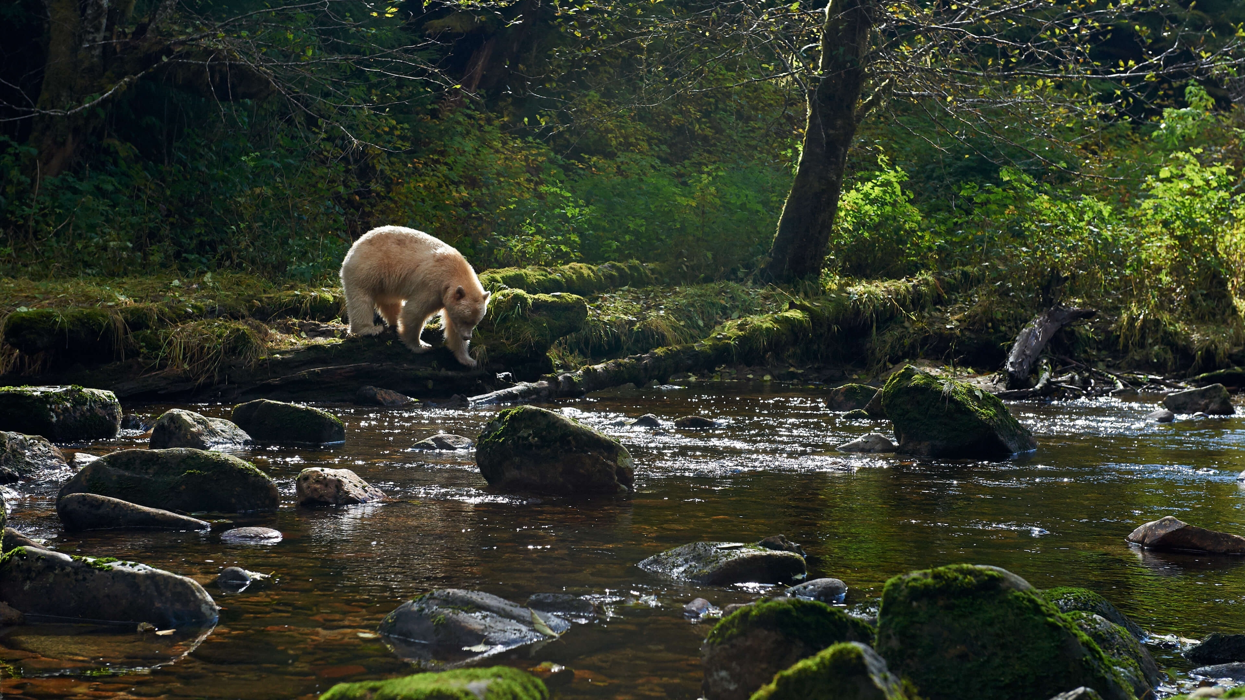 A Spirit Bear walks through the lush green rainforest towards the river