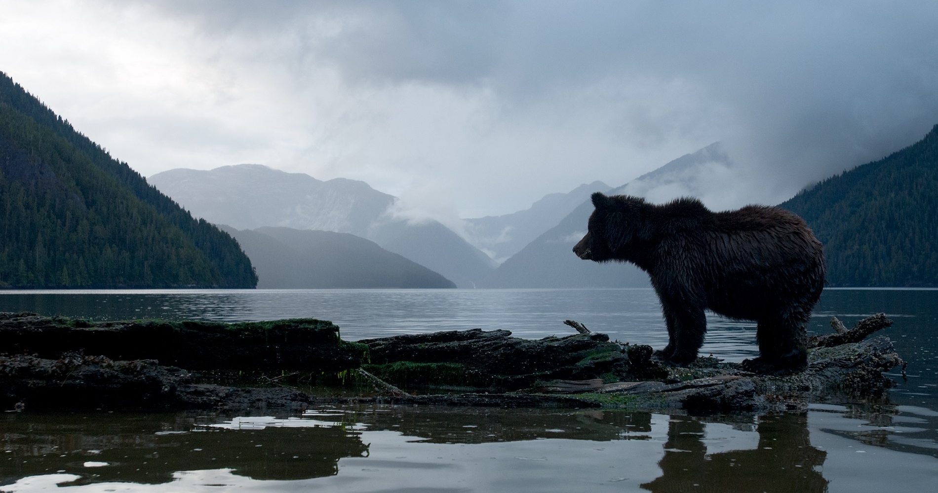 A grizzly bear stands on the shore