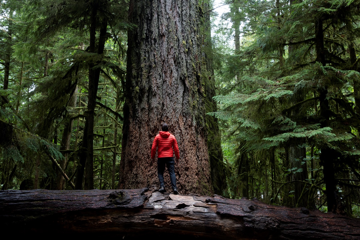 Cathedral Grove on Vancouver Island