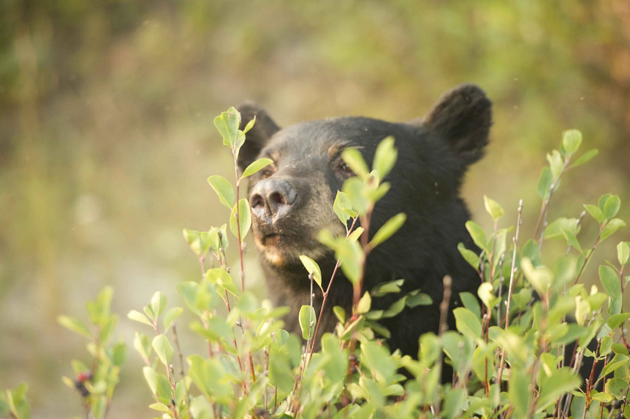 The head of a black bear pokes up from behind a shrub.