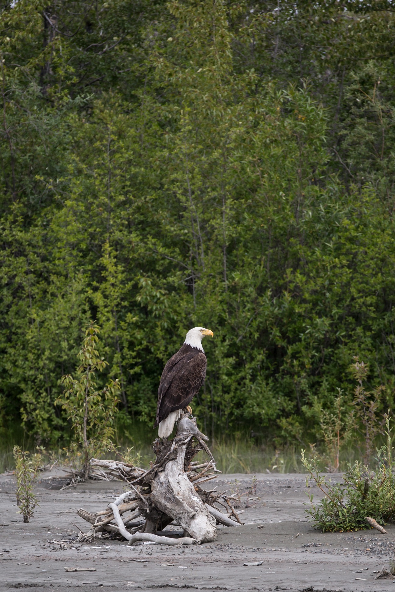 A massive-looking bald eagle in perched on top of a large piece of driftwood on a riverbank with a forest behind.
