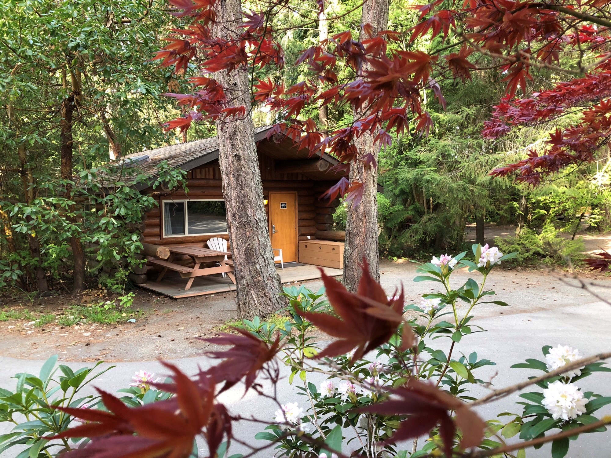 A cabin at the Tigh-Na-Mara resort. There is a picnic table on the patio and trees surrounding the wooden cabin.