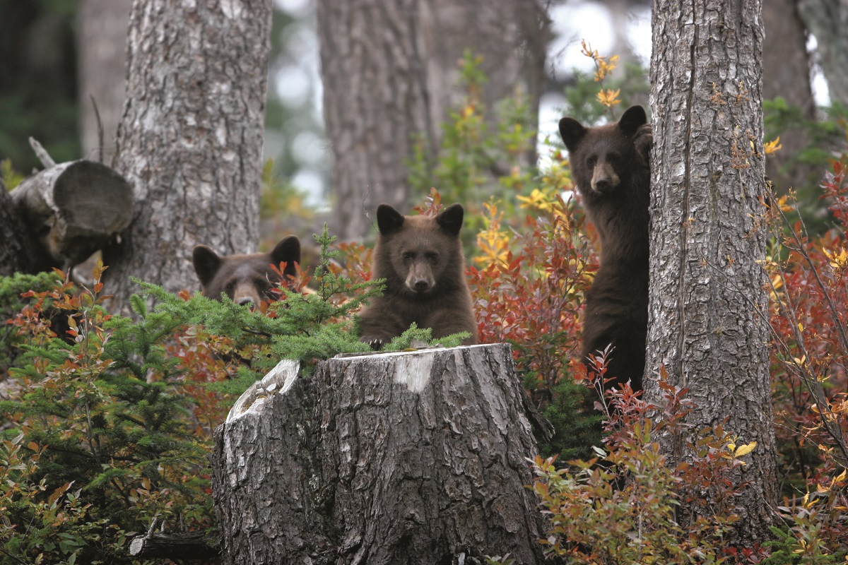 Black bear cubs in whistler, british columbia