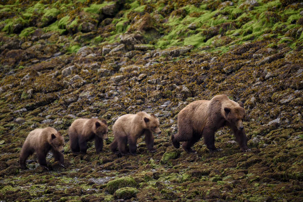 An adult grizzly bear walks along the rocky coastline with 3 juvenile bears.