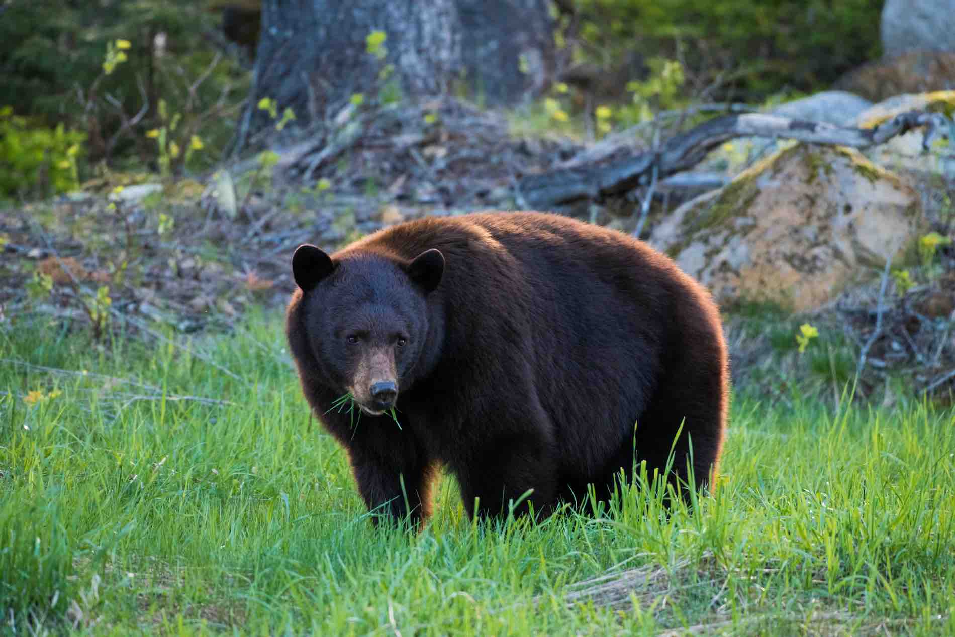 A black bear stands in a grassy field, there are blades of grass in its mouth.