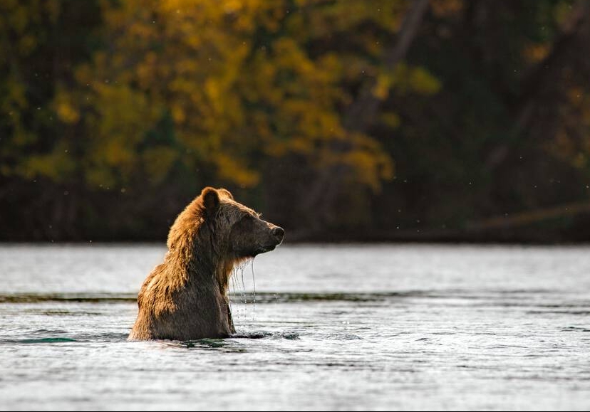 grizzly bear in british columbia, canada