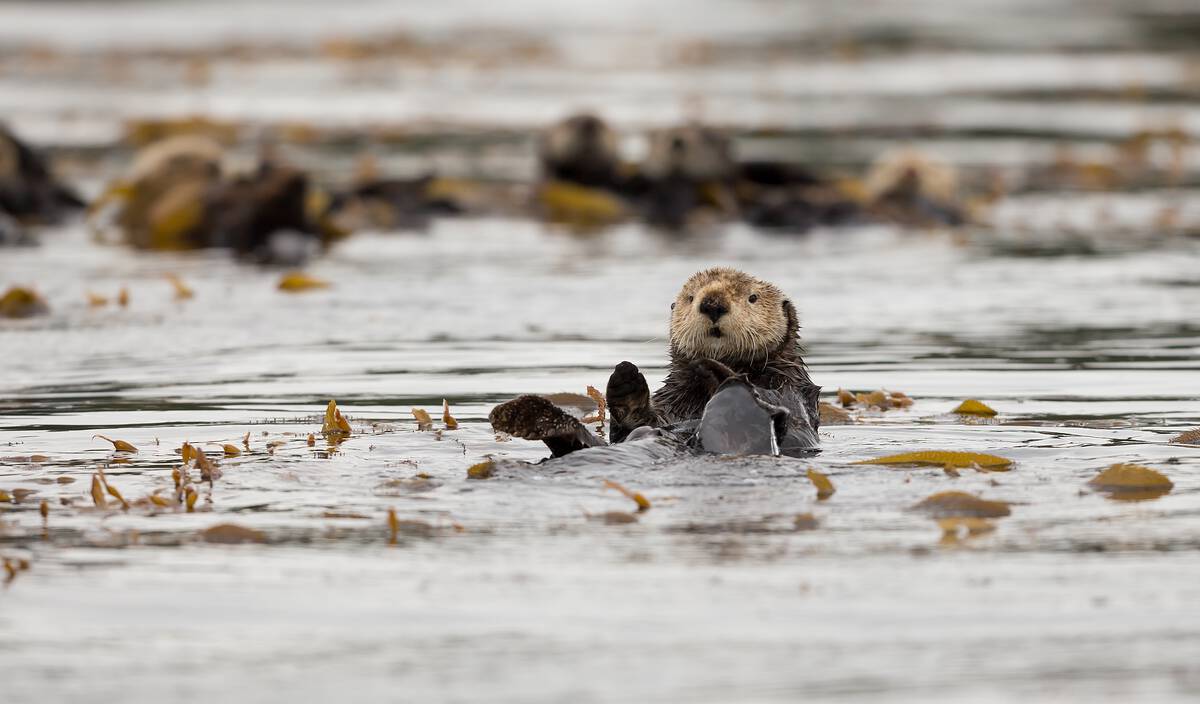 A sea otter in the water, british columbia