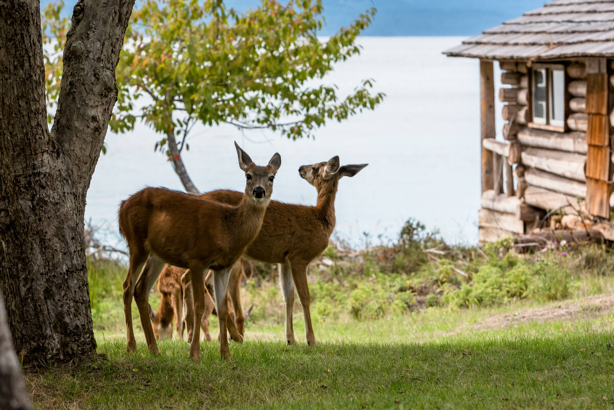 a family of deer stand outside a log cabin on pender island, british columbia