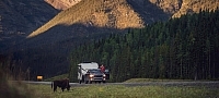 Bison along the Alaska Highway between Muncho Lake and Liard River in northern BC.